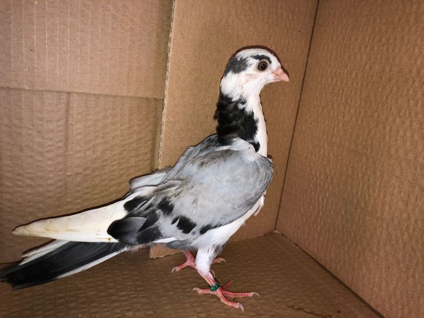 6898  mascul  2019 - Plecați ALBUM 2