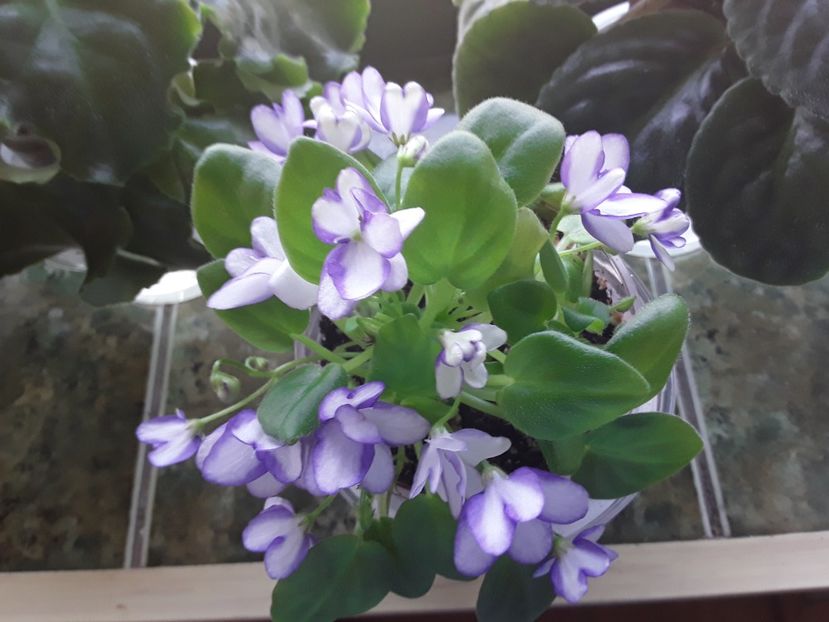  - A Violete de colectie cand nu poti sa te opresti 2