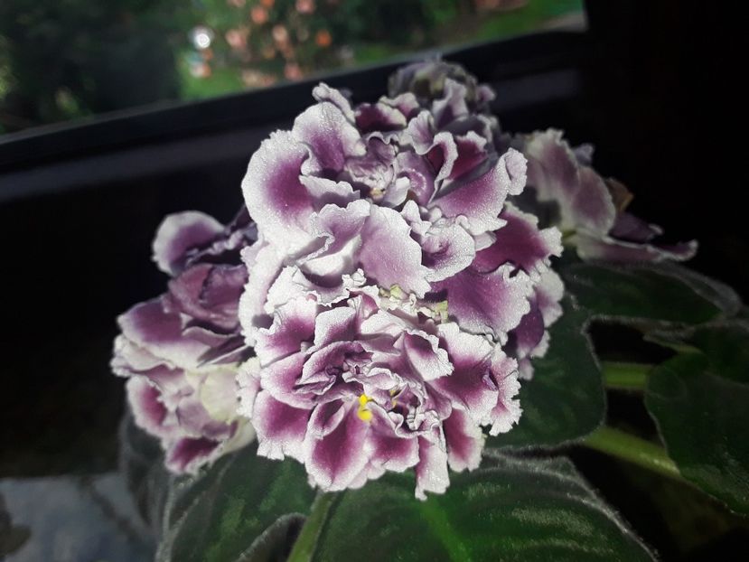 RS Duchess - A Violete de colectie cand nu poti sa te opresti 2