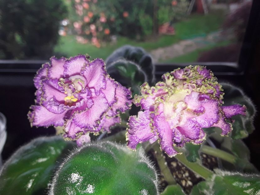 Georgia - A Violete de colectie cand nu poti sa te opresti 2
