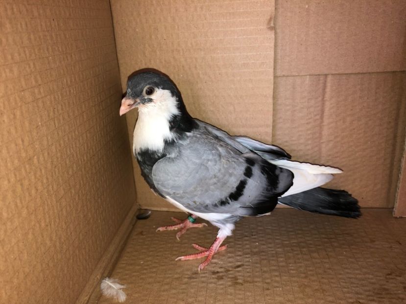 6937  mascul  2019 - Plecați ALBUM 2