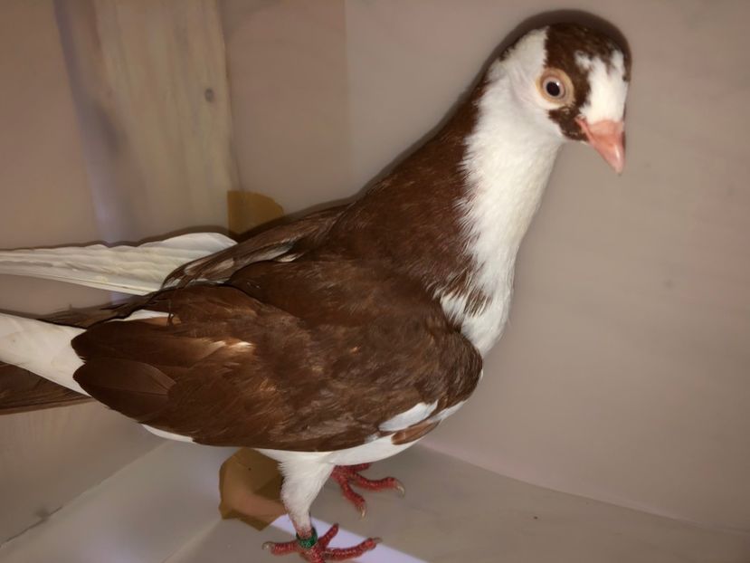 6820  mascul  2019 - Plecați ALBUM 2