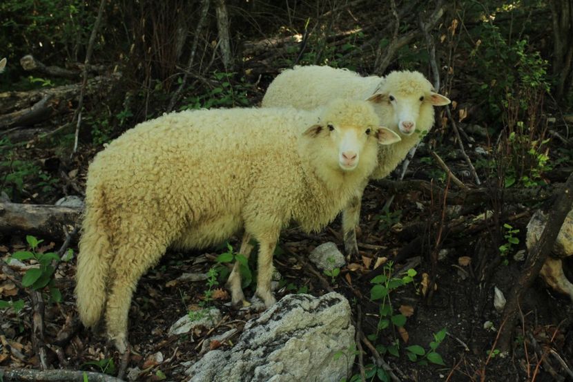 Tineret 2019 - Oi țurcane