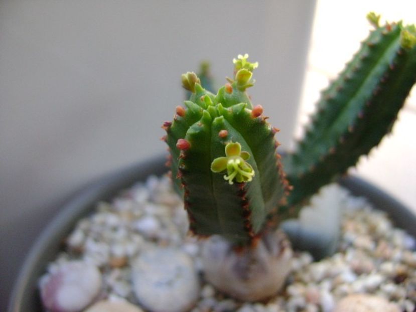 Euphorbia tubiglans - Caudiciforme si bulbi 2019