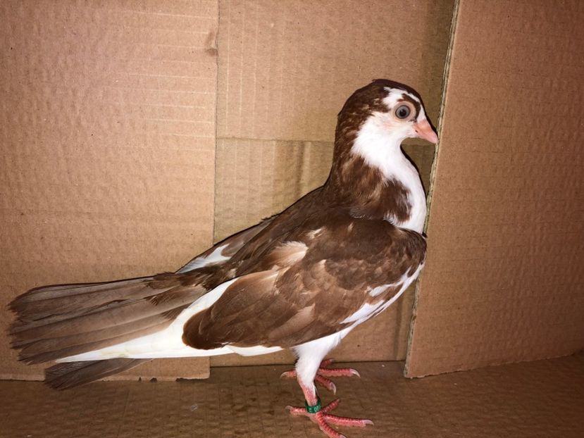 6908  femelă  2019 - Plecați ALBUM 2