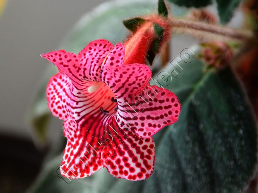 Kohleria Ni s Elise - KOHLERIA II 3