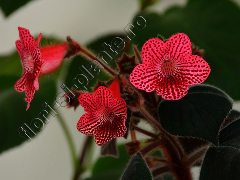 Kohleria Ni s Elise - KOHLERIA II 3