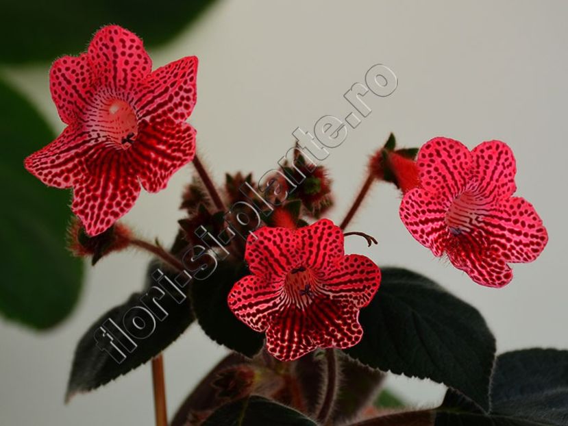 Kohleria Ni s Elise - KOHLERIA II 3