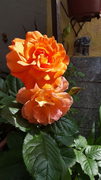  - Mai-iunie 2019