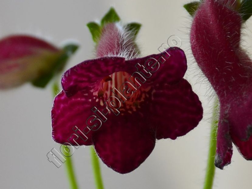 Kohleria Ni s Eloise - KOHLERIA II 3