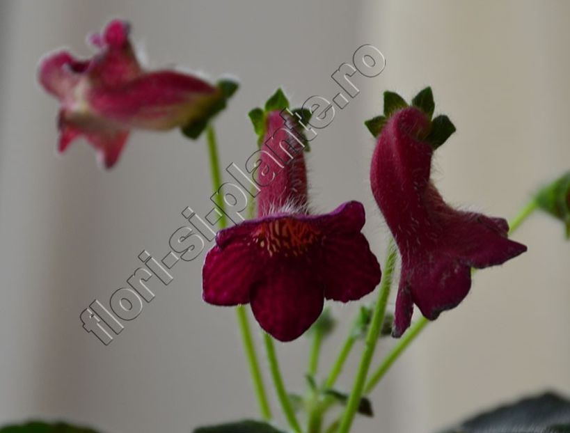 Kohleria Ni s Eloise - KOHLERIA II 3