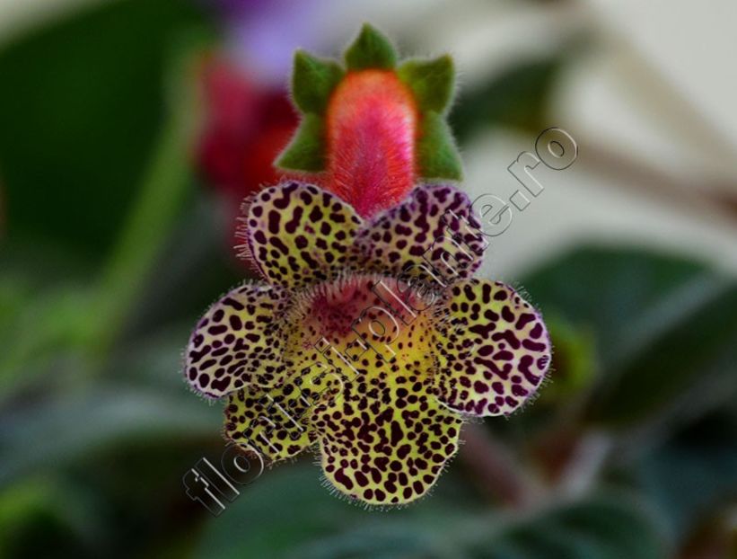 Kohleria Ni s Fabiola - KOHLERIA II 3