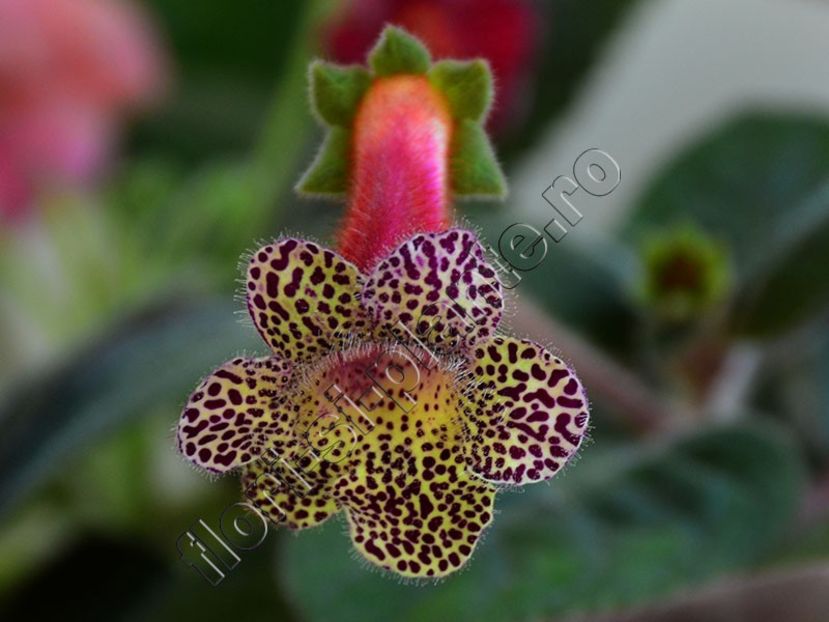 Kohleria Ni s Fabiola - KOHLERIA II 3