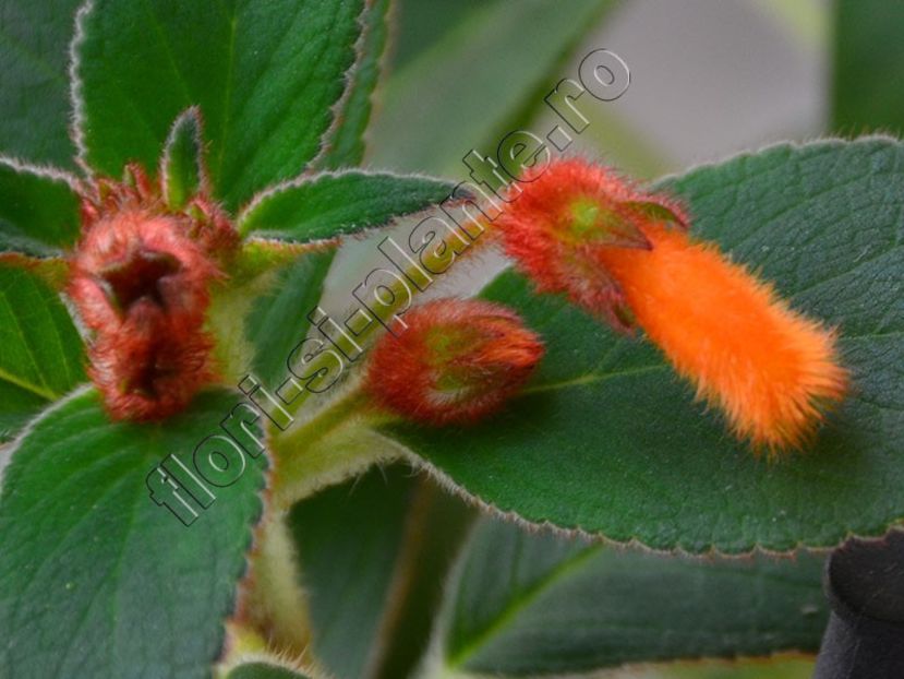 Kohleria Pinafore - KOHLERIA II 3