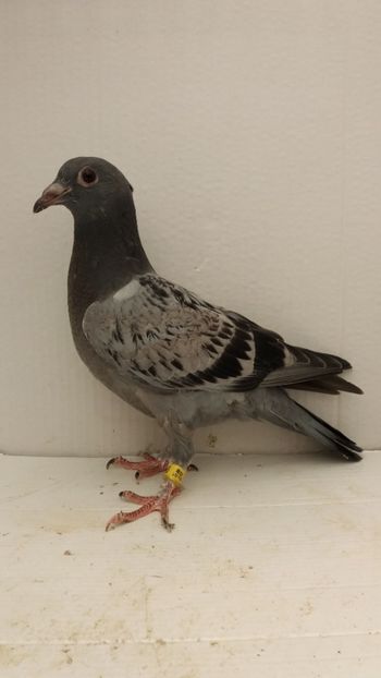 vandut - De vanzare voiajori pui 2019