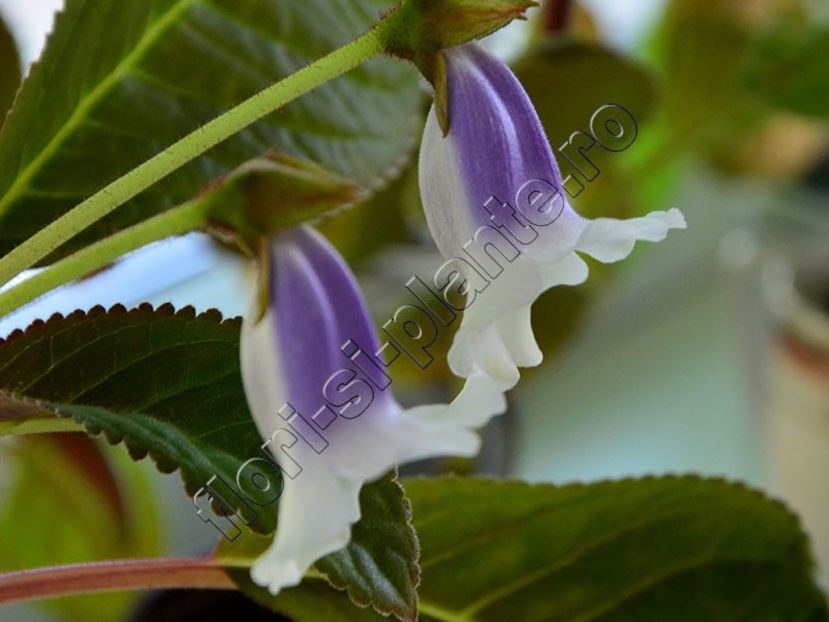Sinningia speciosa Carangola - GLOXINIA _ SINNINGIA 2