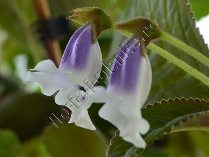 Sinningia speciosa Carangola - GLOXINIA _ SINNINGIA 2