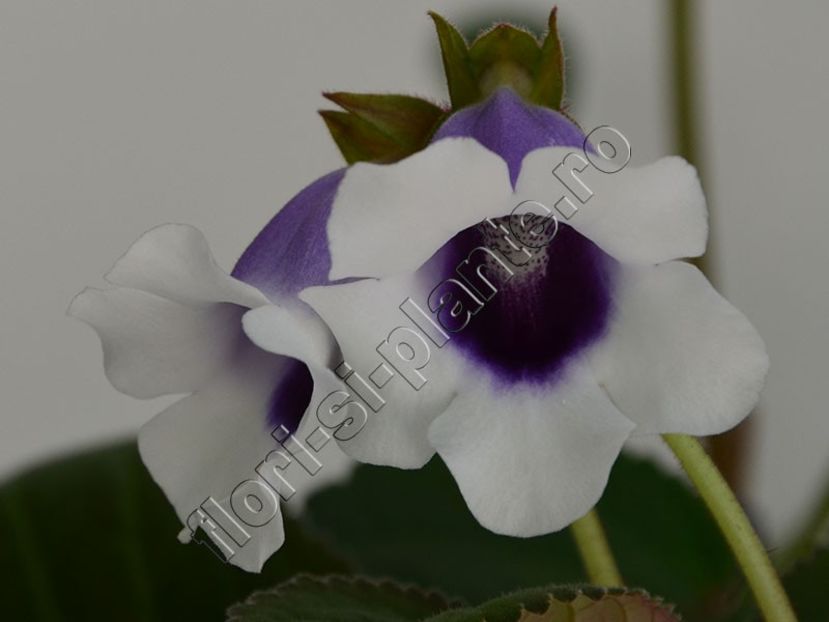 Sinningia speciosa Carangola - GLOXINIA _ SINNINGIA 2