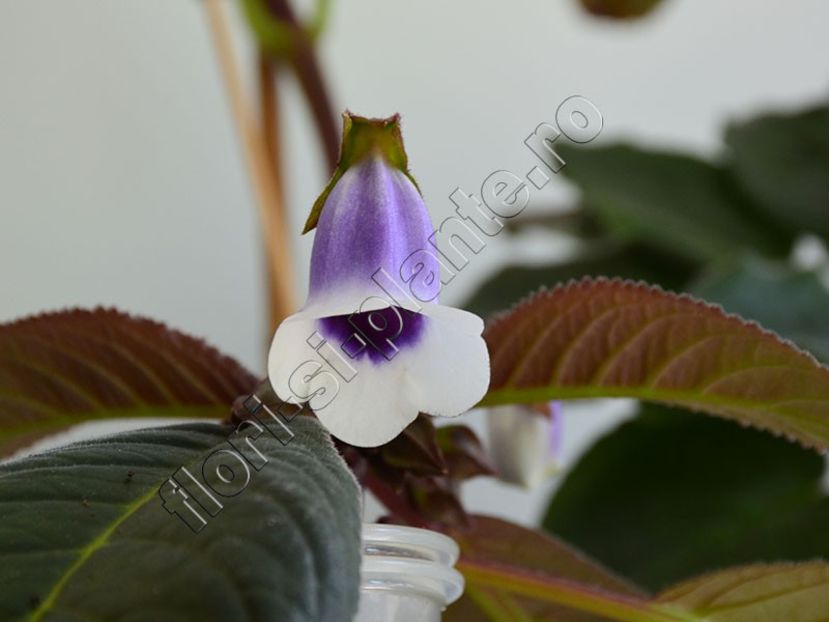 Sinningia speciosa Carangola - GLOXINIA _ SINNINGIA 2