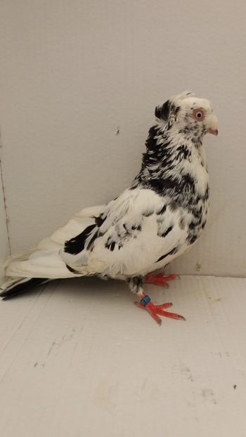 M 2018 - Por bimotati