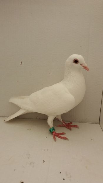 F 2011 vanduta - De! voiajori vanduti
