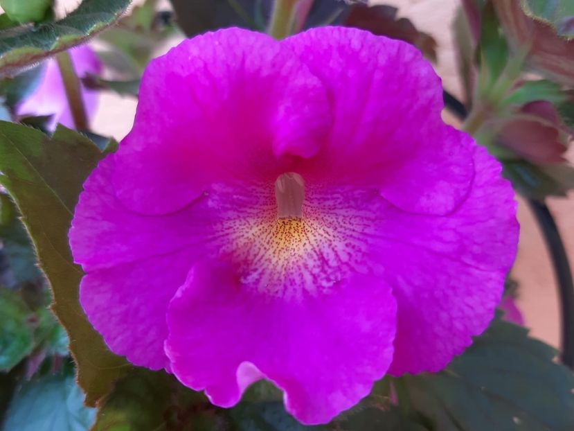 BriD’s Caissa - Achi din semințe BriDs 2019