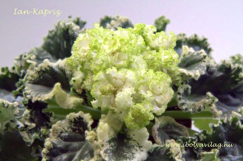 IAN Kapriz - IAN Kapriz