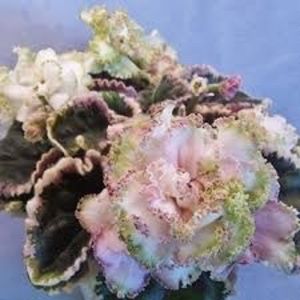 IAN Kapriz - AA Violete in colecție poze net