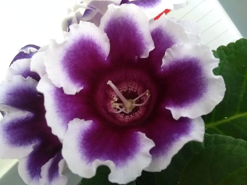 62044552_434662230430451_1523259543650304000_n (1) - gloxinia