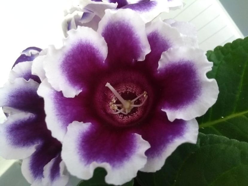  - gloxinia