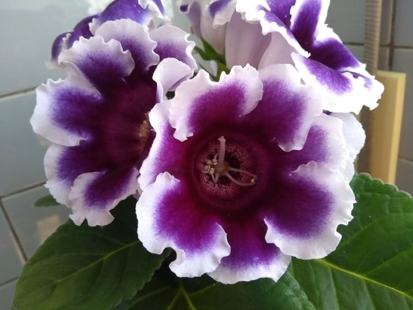  - gloxinia