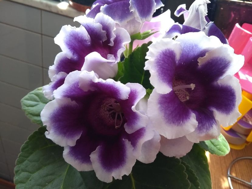  - gloxinia