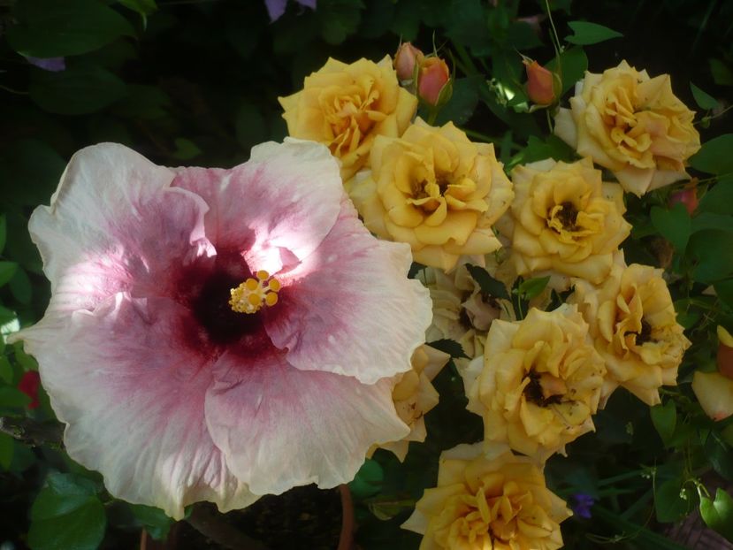 09.06.2019 - HIBISCUSI 2019-1