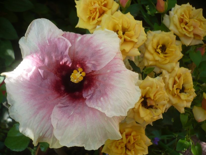 P1410748 - HIBISCUSI 2019-1