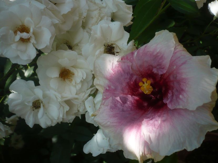 P1410749 - HIBISCUSI 2019-1