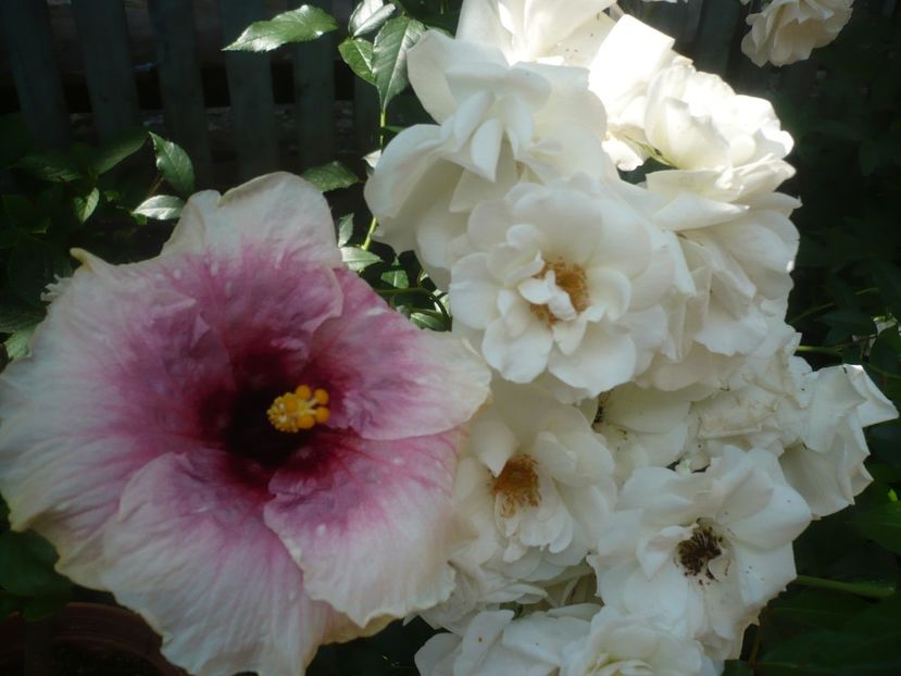 P1410750 - HIBISCUSI 2019-1