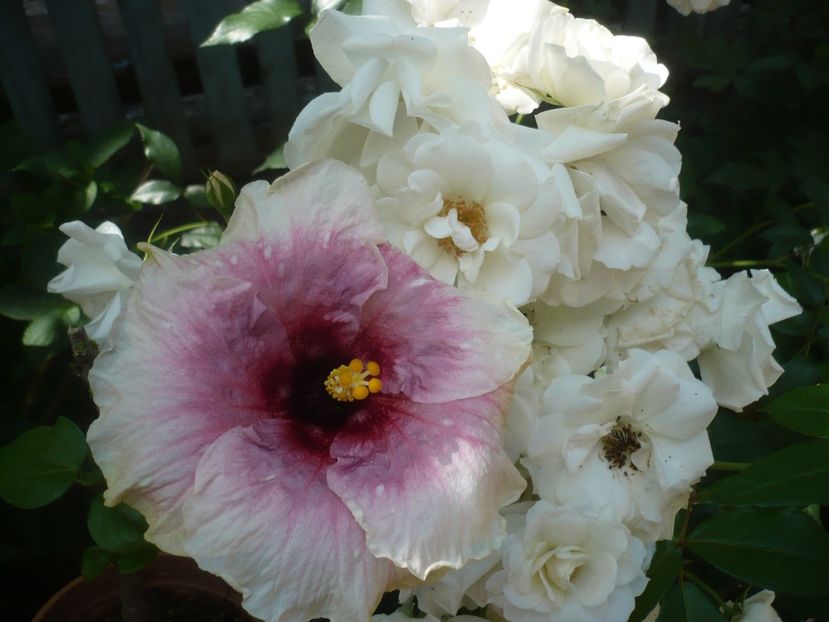 P1410751 - HIBISCUSI 2019-1