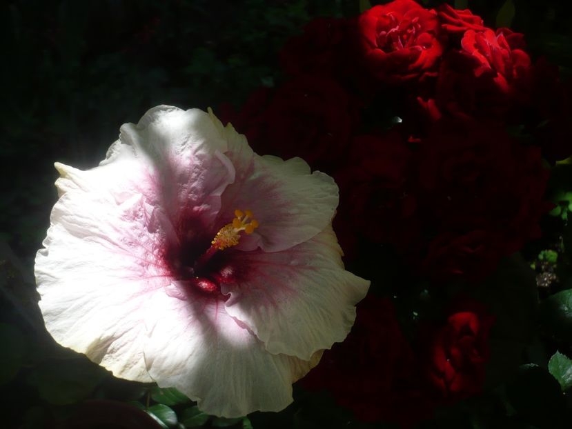 P1410753 - HIBISCUSI 2019-1