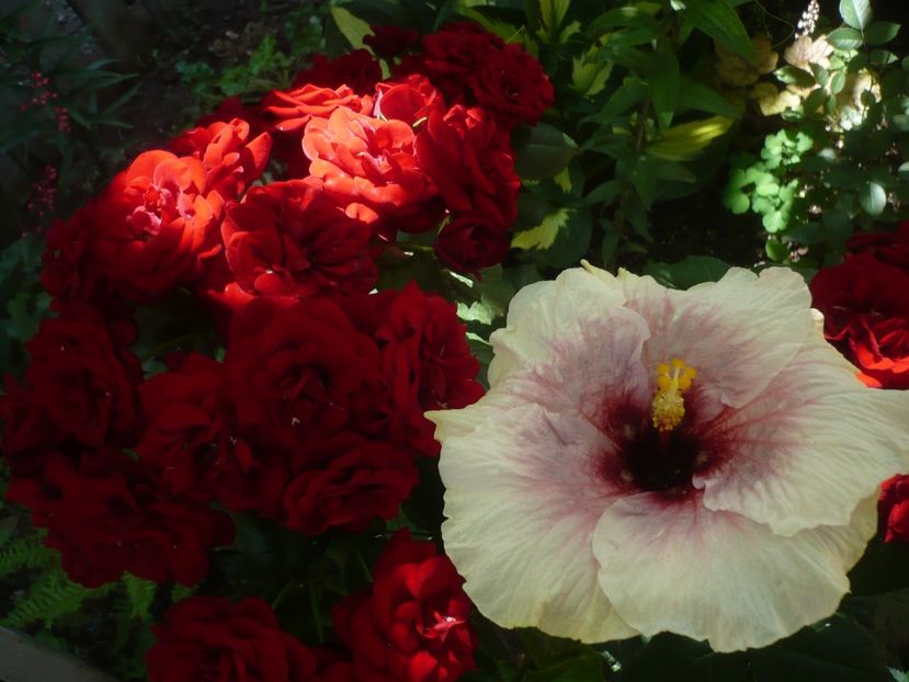 P1410754 - HIBISCUSI 2019-1