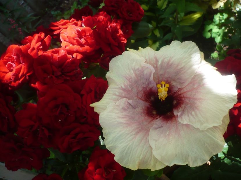 P1410756 - HIBISCUSI 2019-1