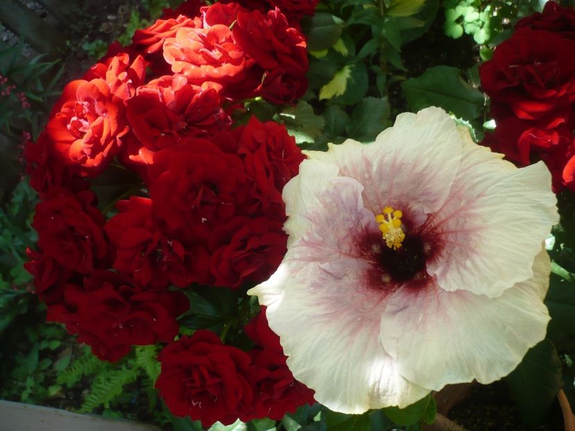 P1410757 - HIBISCUSI 2019-1