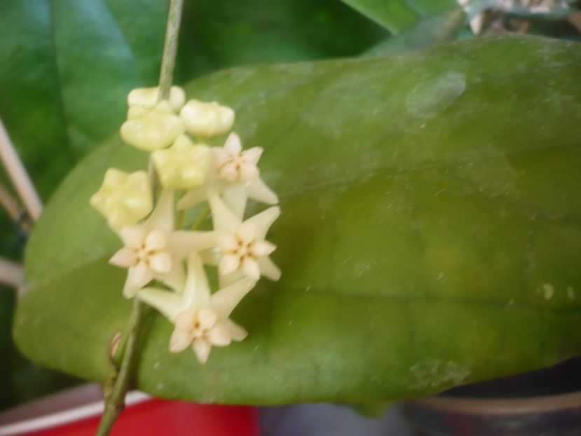 09.06.2019 - HOYA 2019