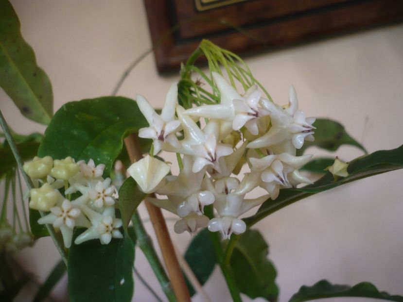 P1410745 - HOYA 2019