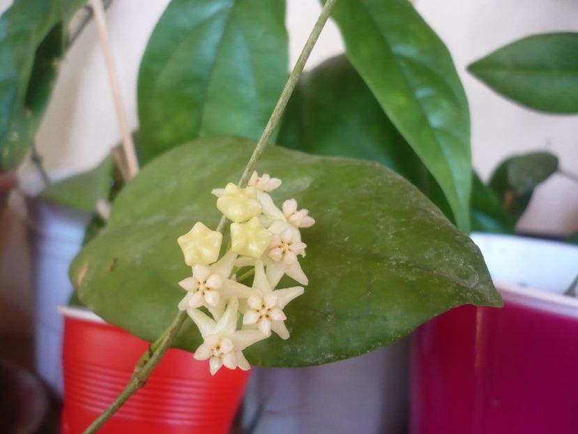 P1410746 - HOYA 2019
