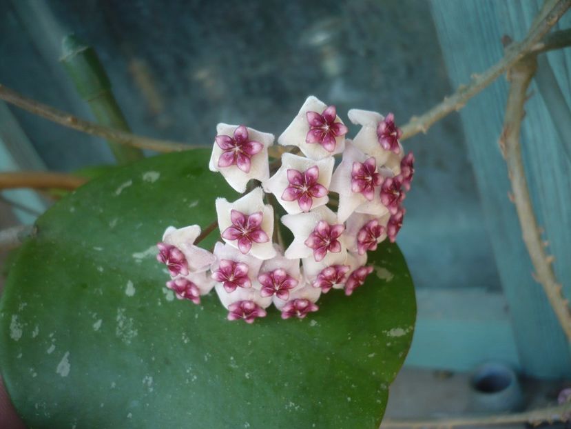 P1410758 - HOYA 2019
