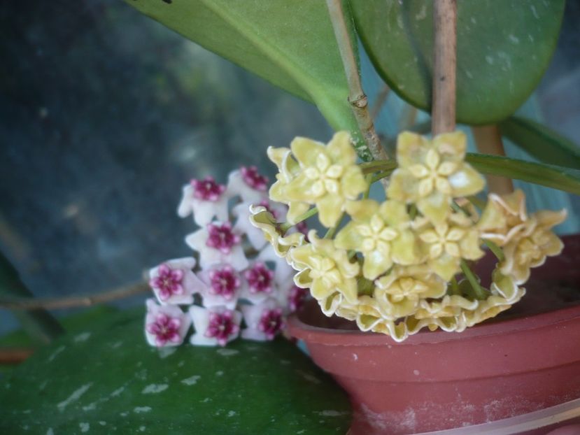 P1410759 - HOYA 2019