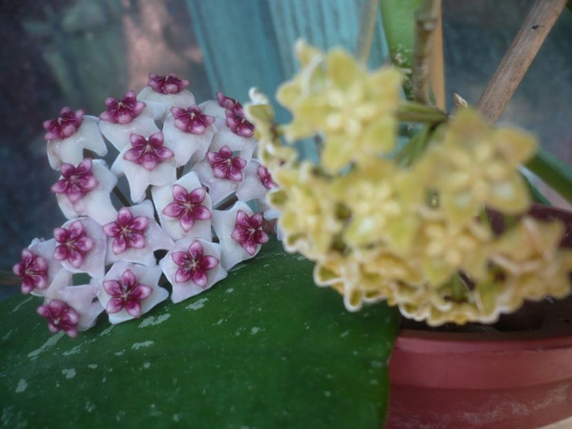 P1410761 - HOYA 2019