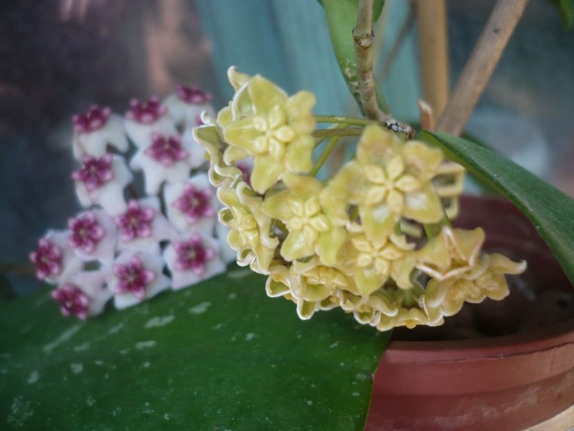 P1410762 - HOYA 2019