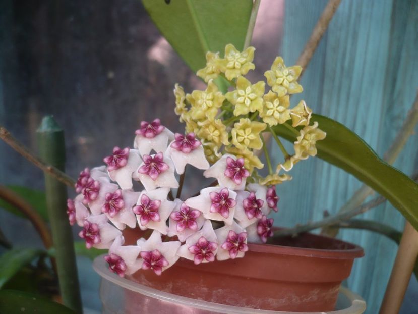 P1410763 - HOYA 2019