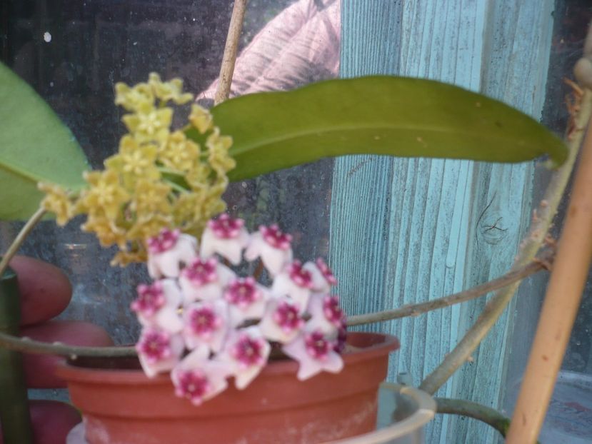 P1410764 - HOYA 2019